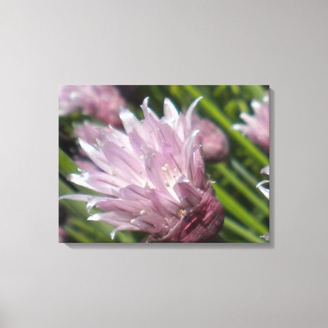 Lienzo Canvas de floración de chíve (Anverso)