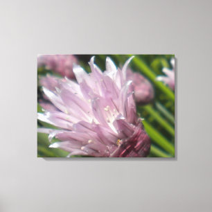 Lienzo Canvas de floración de chíve