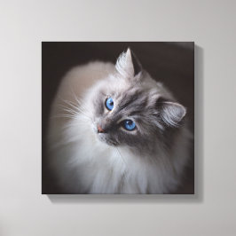 Lienzo Canvas de gato Ragdoll - Ojos azules de Millie
