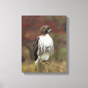 Lienzo Canvas de halcón