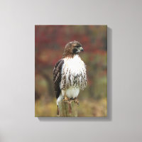 Canvas de Hawk