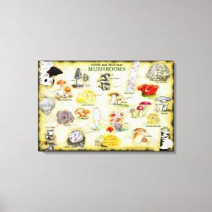 Lienzo Canvas de nombres comunes 30x20 hongos