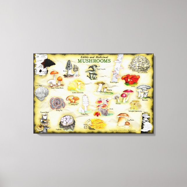 Lienzo Canvas de nombres comunes 30x20 hongos (Anverso)