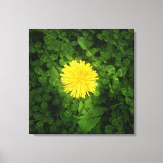 Lienzo Canvas envueltas de Dandelion