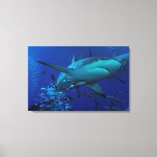 Lienzo Canvas envueltas de tiburón de arrecife gris