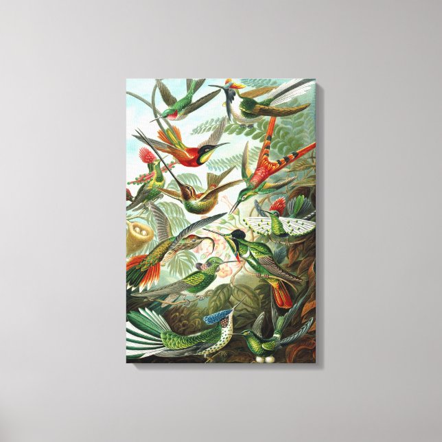 Lienzo Canvas Ernst Haeckel Trochilidae Hummingbird (Anverso)