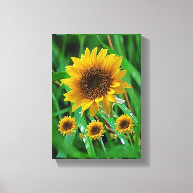 Lienzo Canvas estiradas imprimen girasol en el día de la  (Anverso)