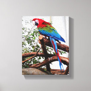 Lienzo Canvas Macaw #3
