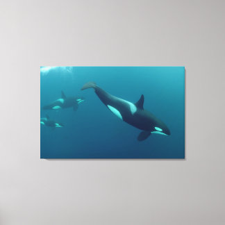 Lienzo Canvas Orca "Killer Whale"