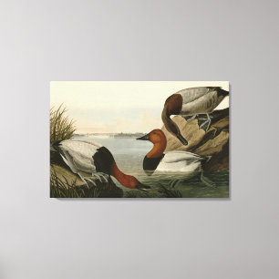 Lienzo Canvas respaldaron el pato de los pájaros de Améri