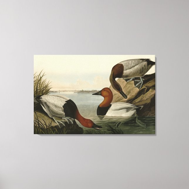 Lienzo Canvas respaldaron el pato de los pájaros de Améri (Anverso)