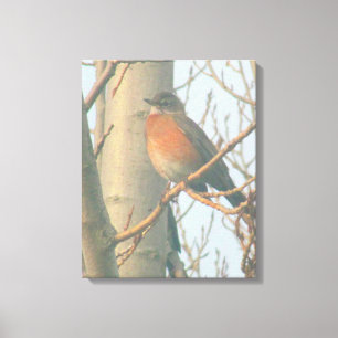 Lienzo Canvas - Robin de invierno
