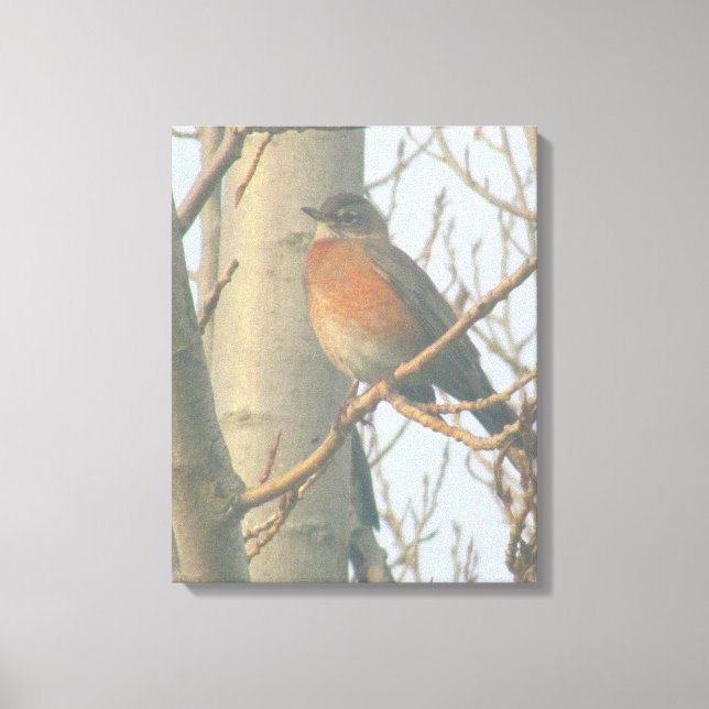 Lienzo Canvas - Robin de invierno (Anverso)