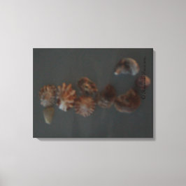 Lienzo Canvas (SeaShell SeaHorse) RFPMDesigns ©️ 2012