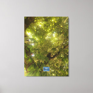 Lienzo Canvas (Sun Green Tree 1) RFPMDesigns ©️ 2021/24