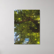 Canvas (Sun Green Tree 3) RFPMDesigns ©️ 2021/24