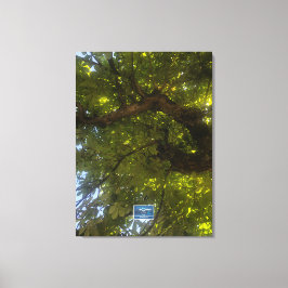 Lienzo Canvas (Sun Green Tree 3) RFPMDesigns ©️ 2021/24