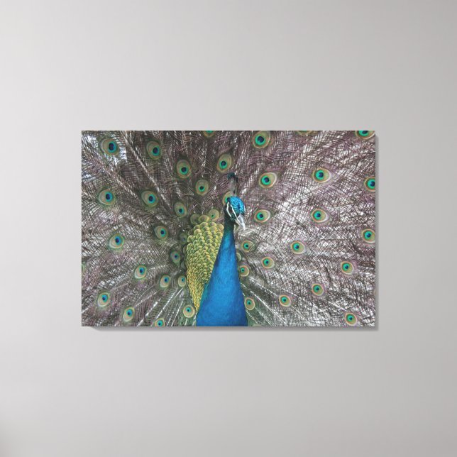 Lienzo Canvas Triptych de pavo real azul de India (Anverso)