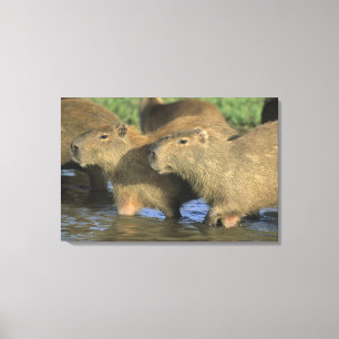 Lienzo Capibara, Hydrochaeris hydrochaeris), del mundo
