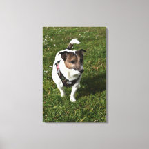 Capo von Oppenheim, Jack Russell Terrier, Perro