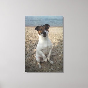 Lienzo Capo von Oppenheim, Jack Russell Terrier, Perro