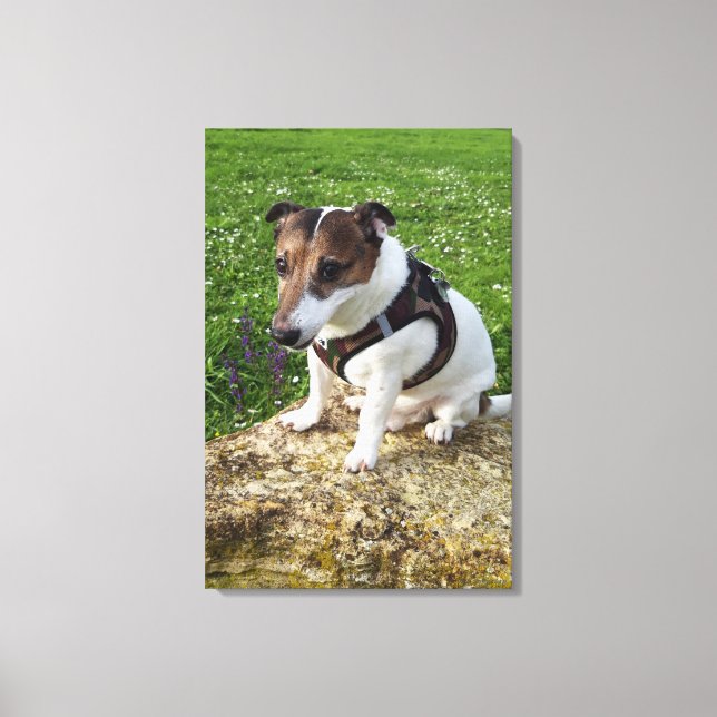 Lienzo Capo von Oppenheim, Jack Russell Terrier, Perro (Anverso)