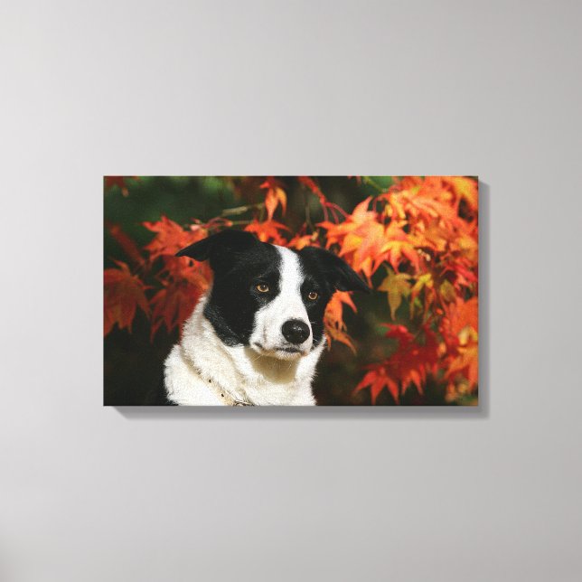 Lienzo Captura de cabeza de otoño de Border Collie (Anverso)