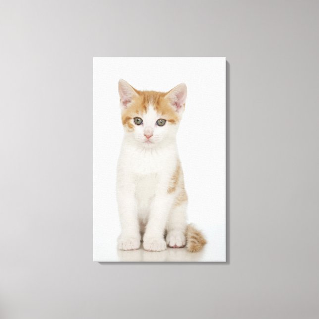 Lienzo Captura de estudio de gatito (Anverso)
