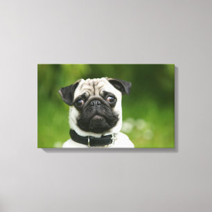 Lienzo Captura de pantalla de Pug