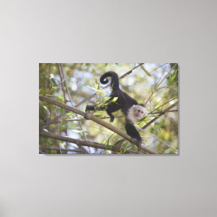 Lienzo Capuchón Blanco-Hecho frente, Guanacaste, Costa