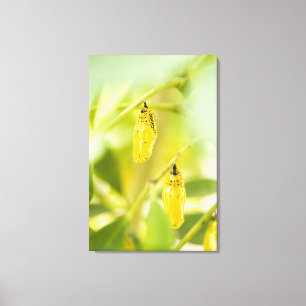 Lienzo Capullo de la mariposa de papel de la cometa,