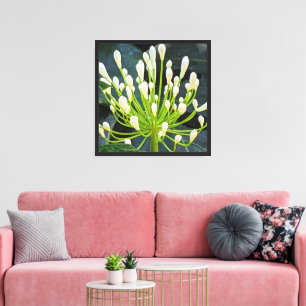 Lienzo Capullos de Agapanthus Blanco Floral