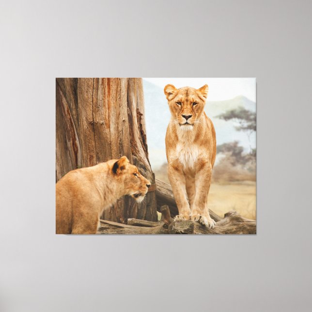Lienzo Cara A Cara Con Lions Canvas Art (Anverso)