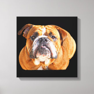 Lienzo Cara de bulldog - Bulldog inglés, marrón