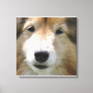 Lienzo Cara de perro de oveja de Shetland
