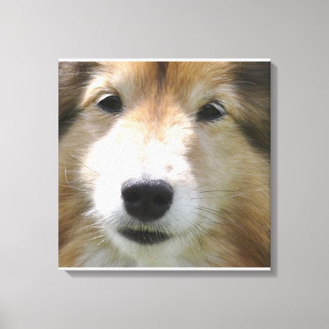 Lienzo Cara de perro de oveja de Shetland (Anverso)