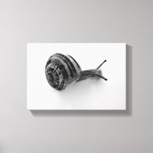 Lienzo caracol