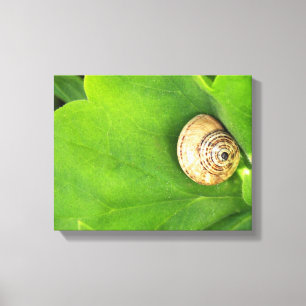 Lienzo caracol