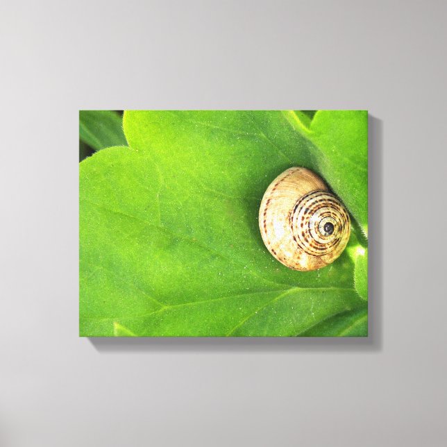 Lienzo caracol (Anverso)