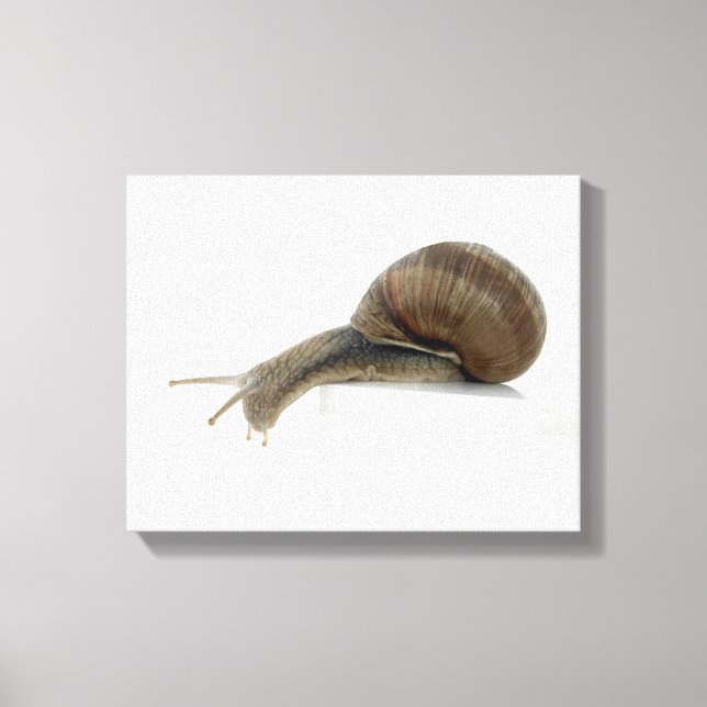 Lienzo Caracol normal (Anverso)