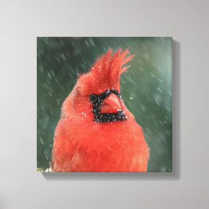 Lienzo Cardenal 12x12 en un pino durante una tormenta de