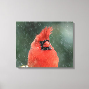 Lienzo Cardenal 20x16 en un pino durante una tormenta de