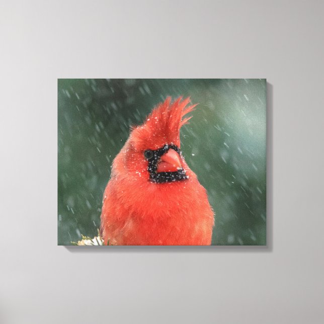 Lienzo Cardenal 20x16 en un pino durante una tormenta de  (Anverso)
