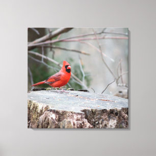 Lienzo Cardenal del Norte en Woods