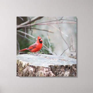 Lienzo Cardenal del Norte en Woods