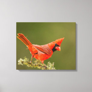 Lienzo Cardenal macho en rama