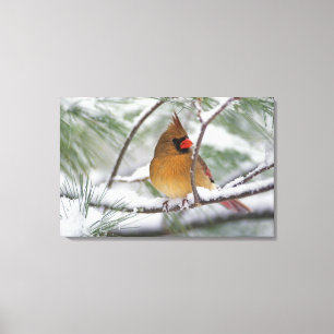 Lienzo Cardenal norte hembra en pino nevado,