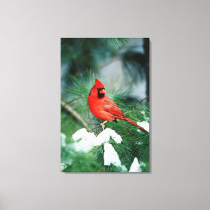 Lienzo Cardenal norteño macho en árbol, IL
