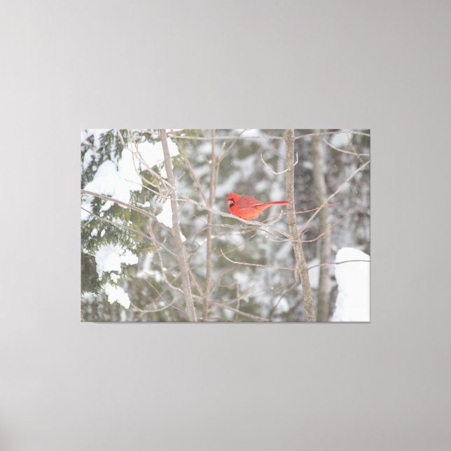 Lienzo Cardenal rojo brillante (Anverso)