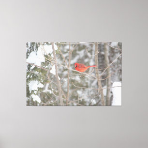 Lienzo Cardenal rojo brillante